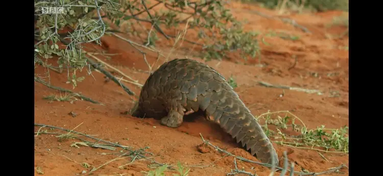 Ground pangolin (Smutsia temminckii) as shown in Seven Worlds, One Planet - Africa